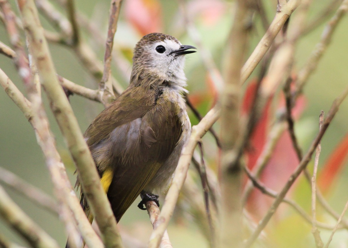 Pale-faced Bulbul - ML637869246