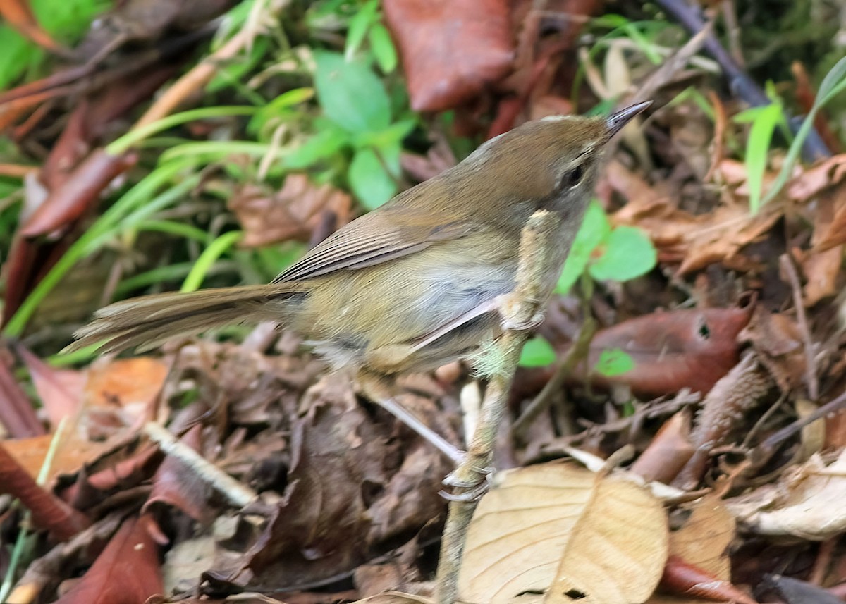 Aberrant Bush Warbler (Sunda) - ML637869261