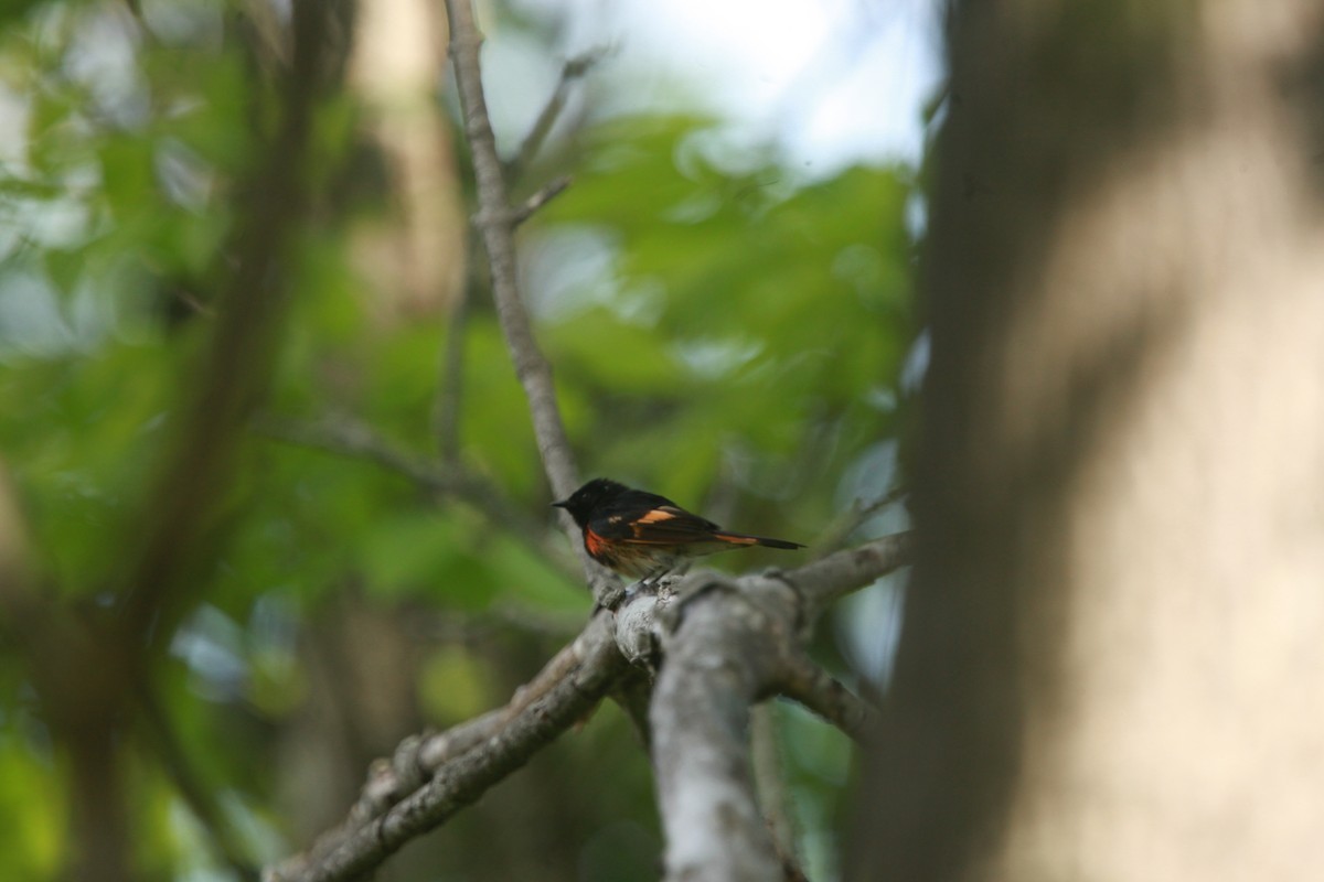 rødstjertparula - ML637869280