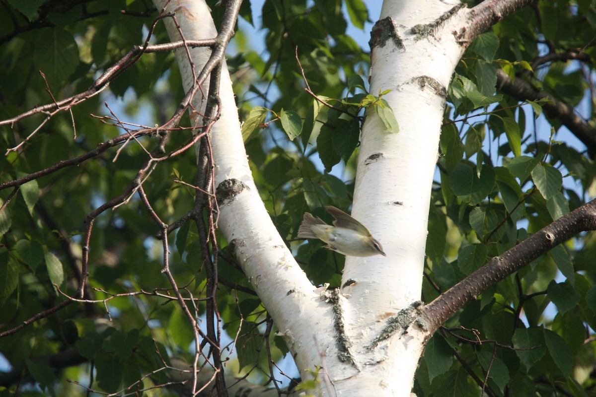 rødøyevireo - ML637869291