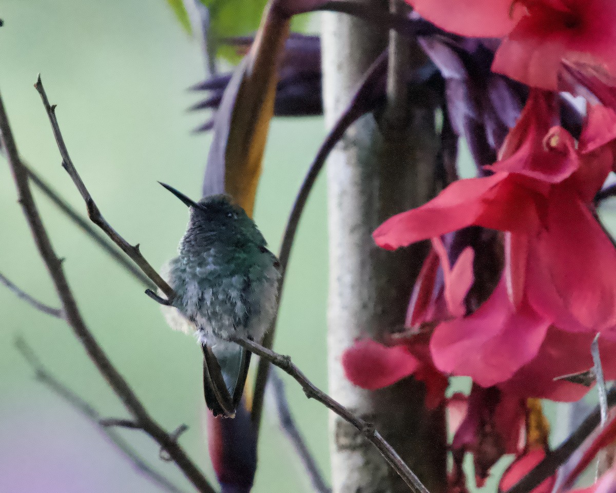 stripestjertkolibri - ML637869293