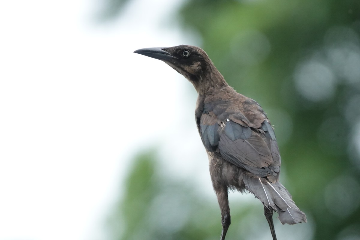 storhaletrupial - ML637869294
