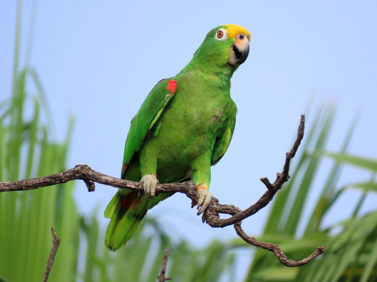 gulkroneamazon - ML637869299