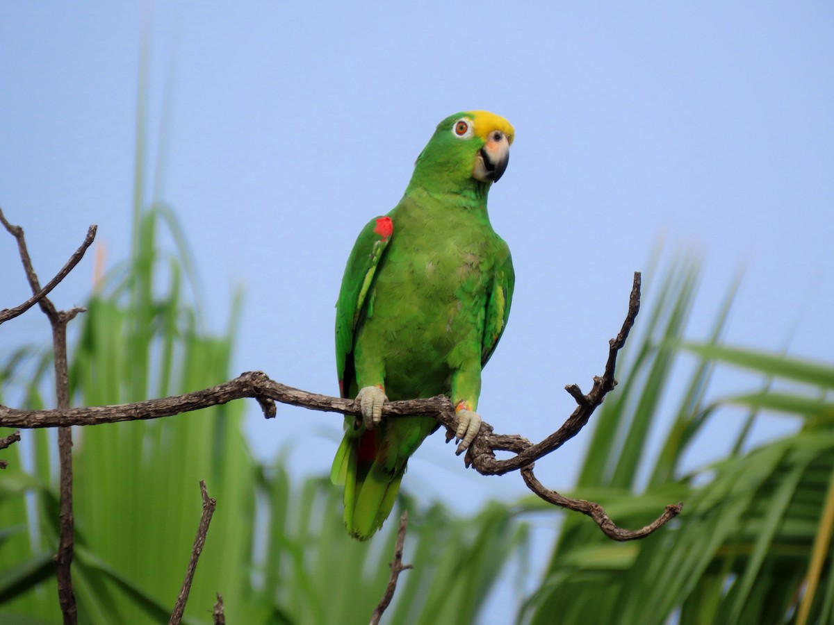Yellow-crowned Amazon - ML637869303