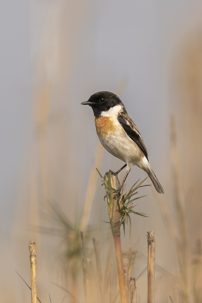 White-tailed Stonechat - ML637869308