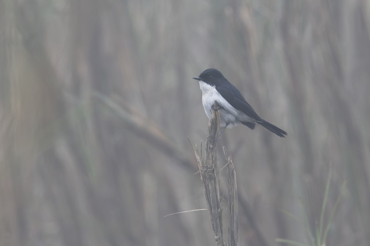 Jerdon's Bushchat - ML637869311