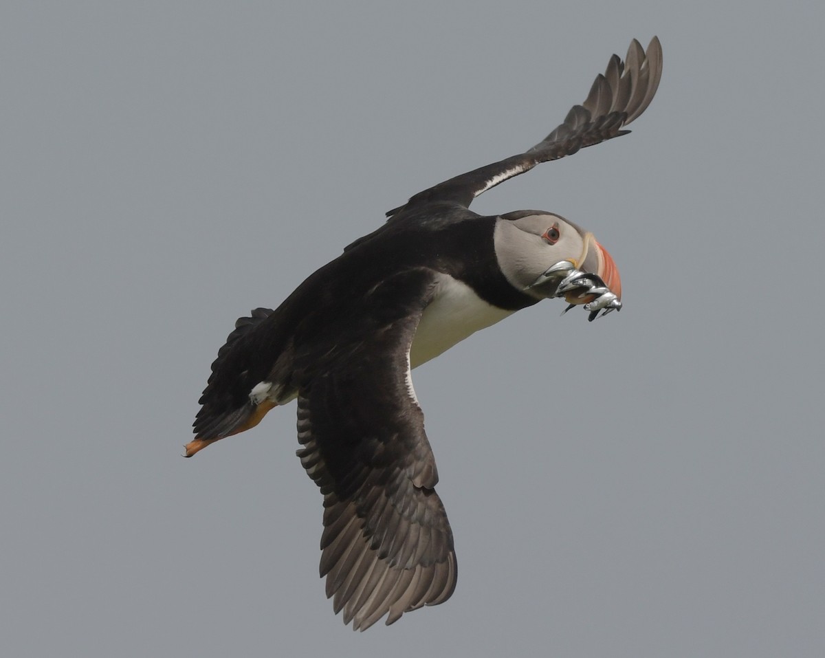 Atlantic Puffin - ML637869313