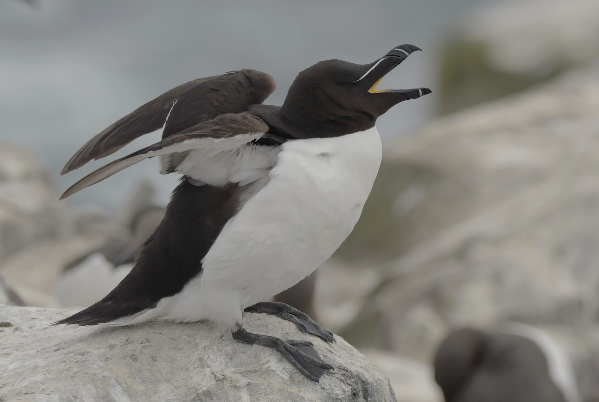 Razorbill - ML637869324
