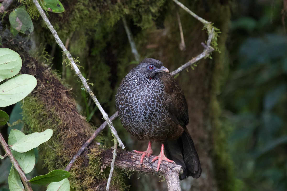 Andean Guan - ML637869348