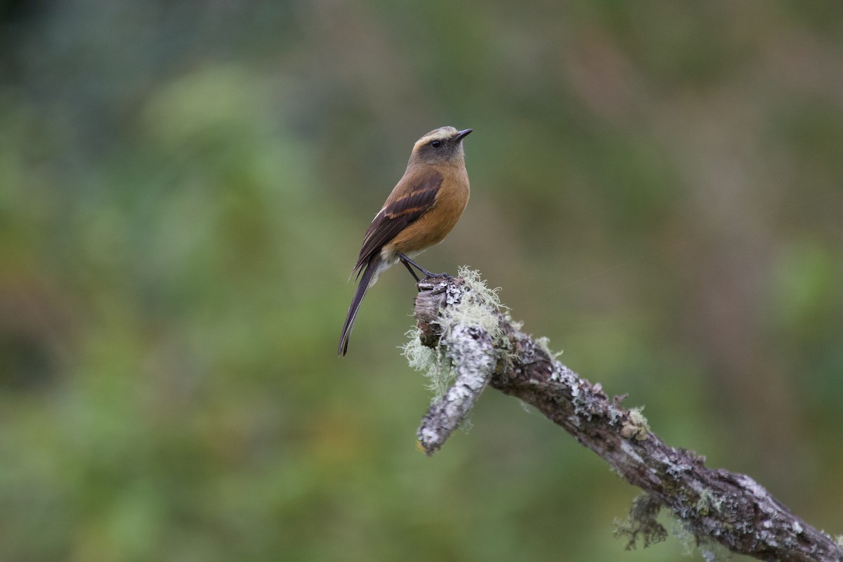 Brown-backed Chat-Tyrant - ML637869360