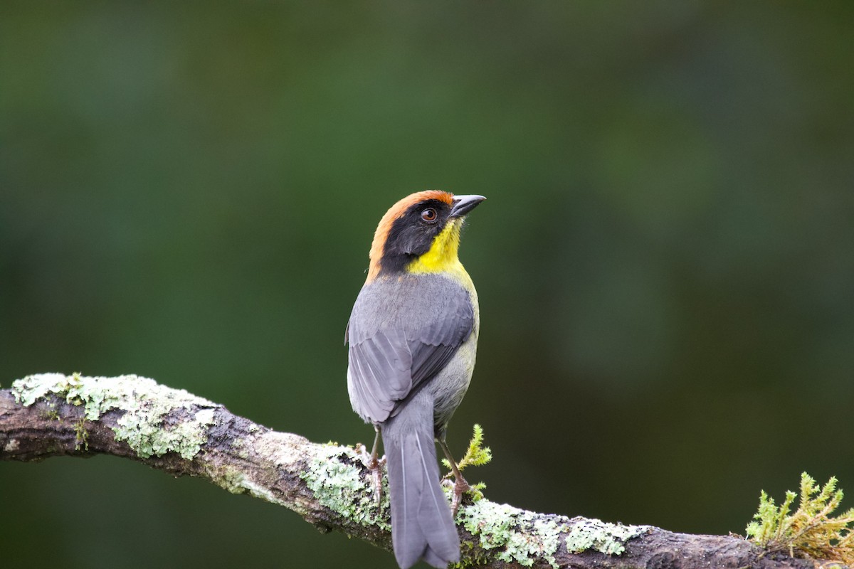 Yellow-breasted Brushfinch - ML637869363