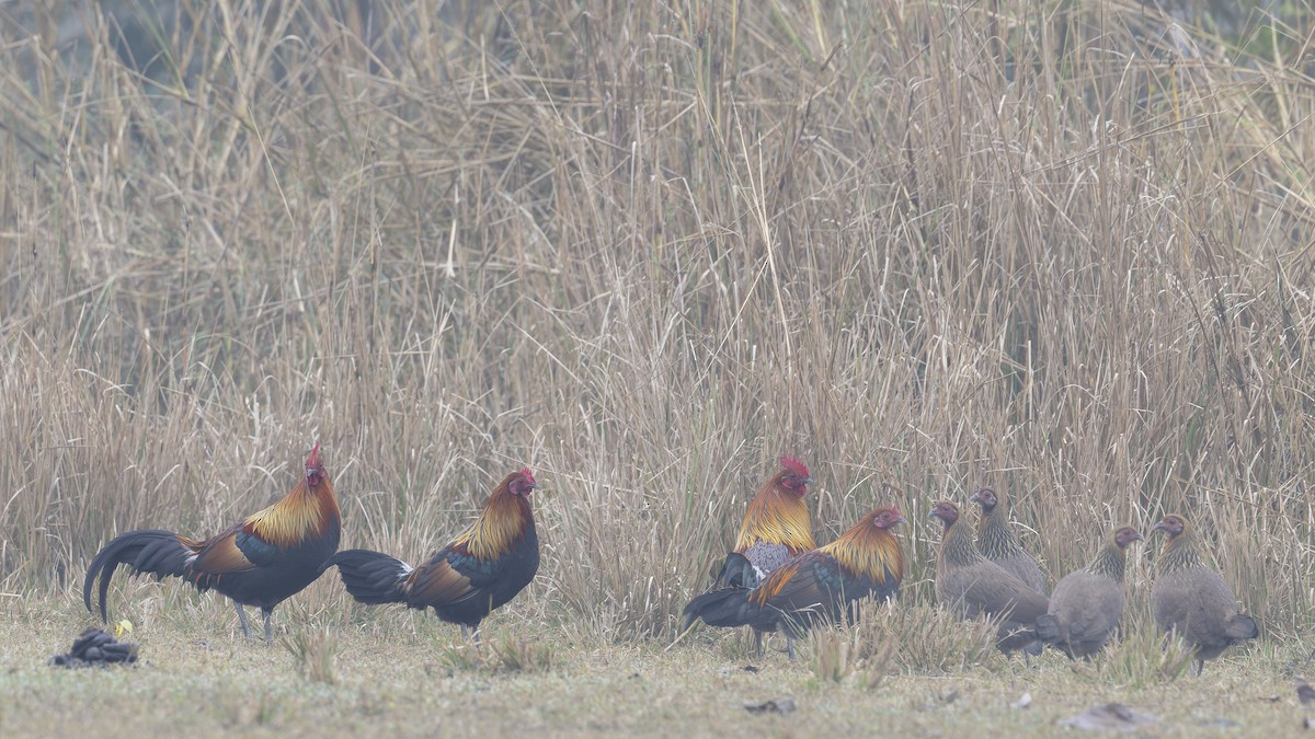 Red Junglefowl - ML637869367
