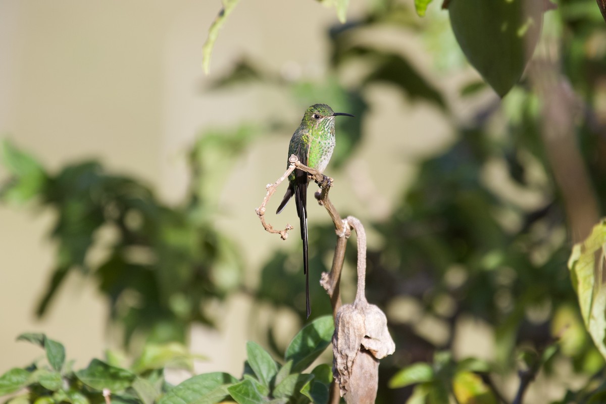 Black-tailed Trainbearer - ML637869405