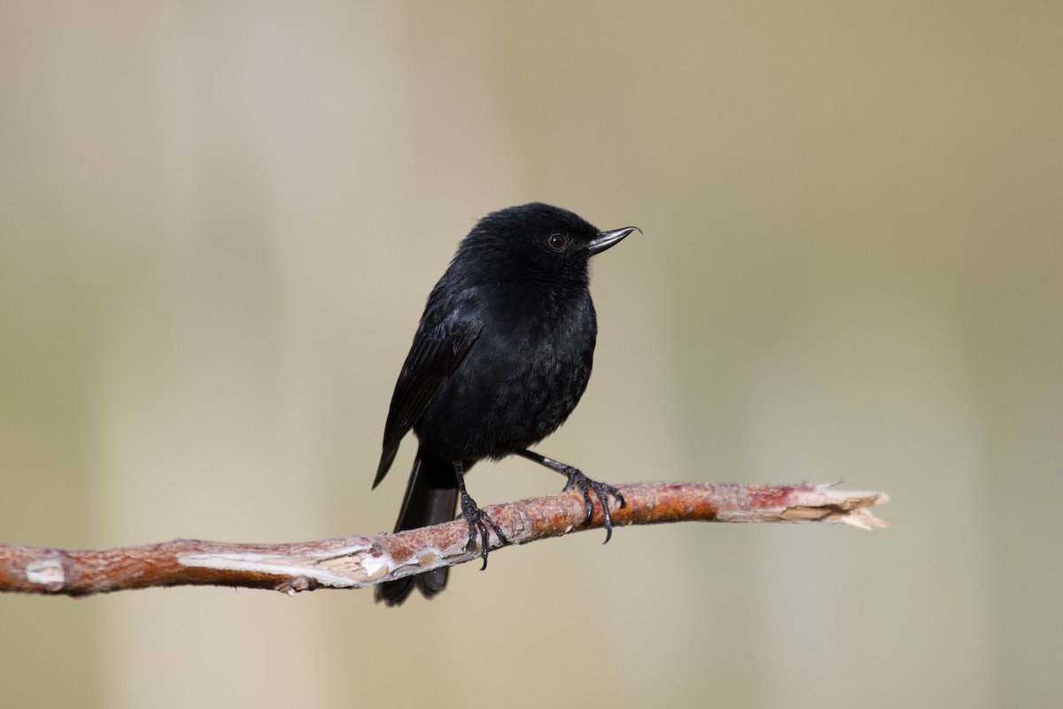 Black Flowerpiercer - ML637869409