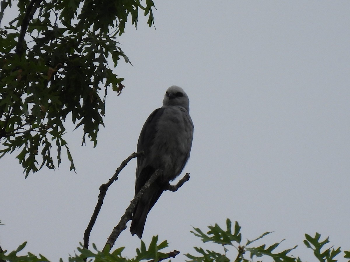 Mississippi Kite - ML637869416