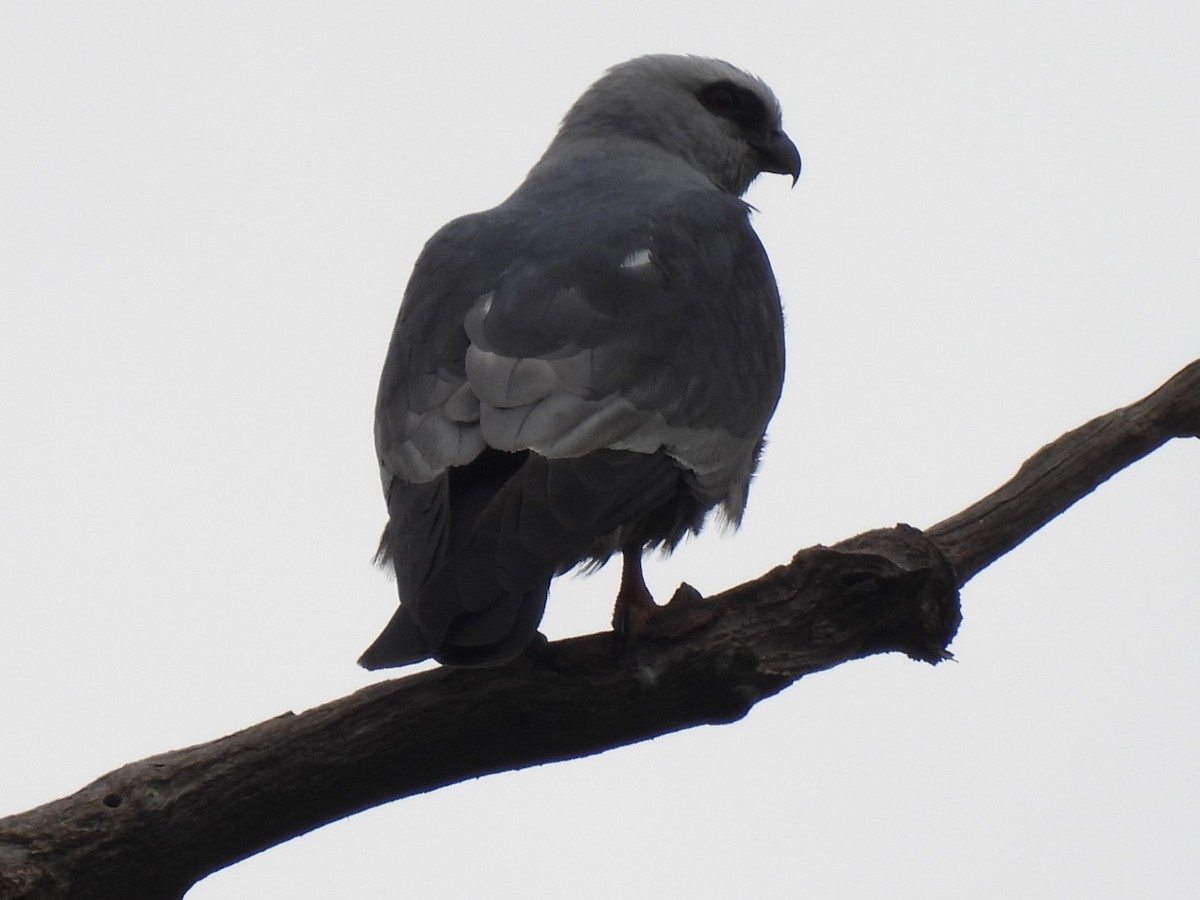 Mississippi Kite - ML637869417