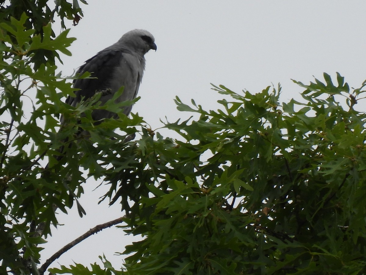 Mississippi Kite - ML637869418