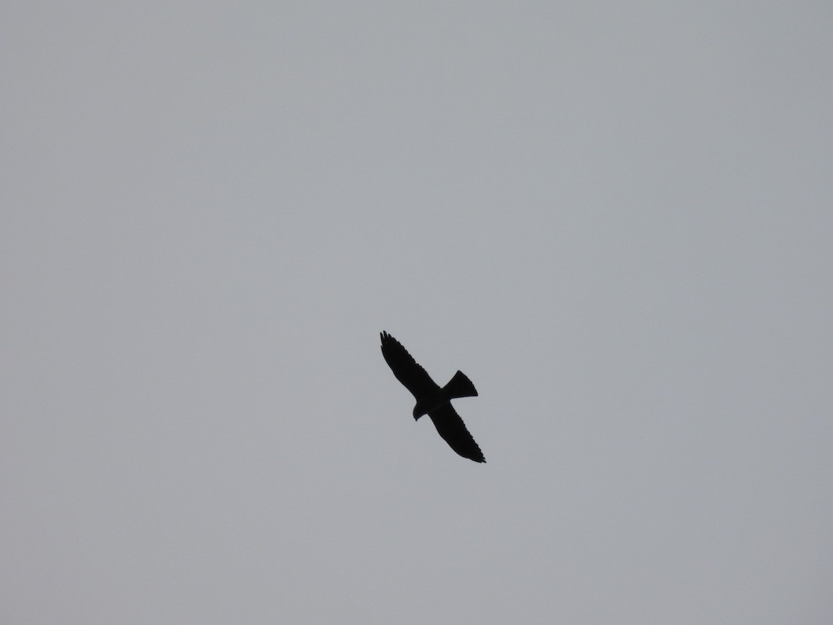 Mississippi Kite - ML637869419