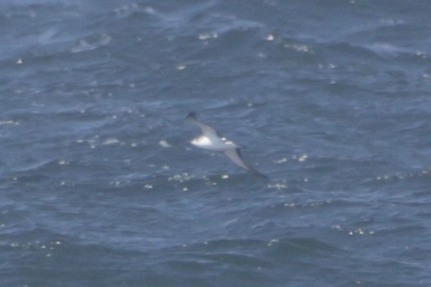 Manx Shearwater - ML637869435