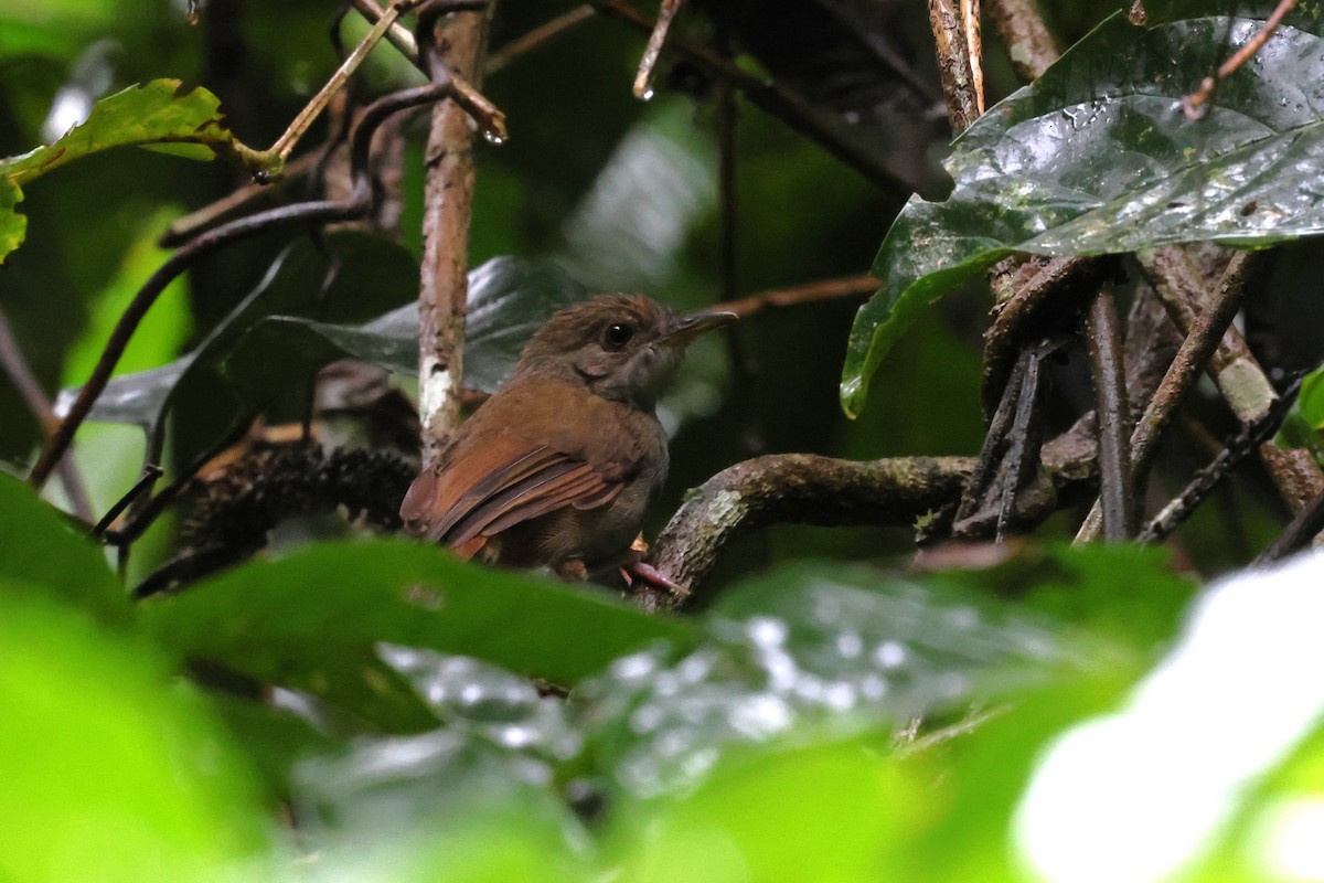Sulawesi Babbler - ML637869461