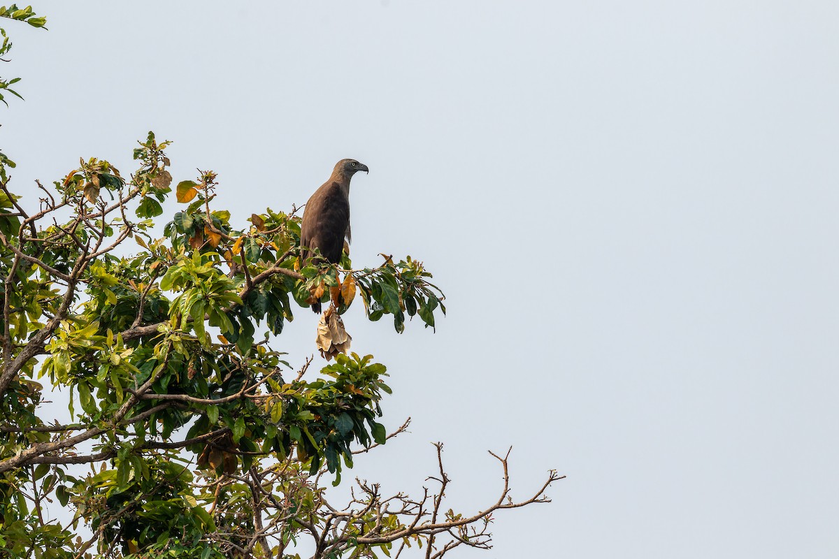 Gray-headed Fish-Eagle - ML637869464