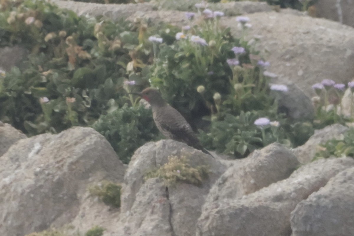 Northern Flicker - ML637869467