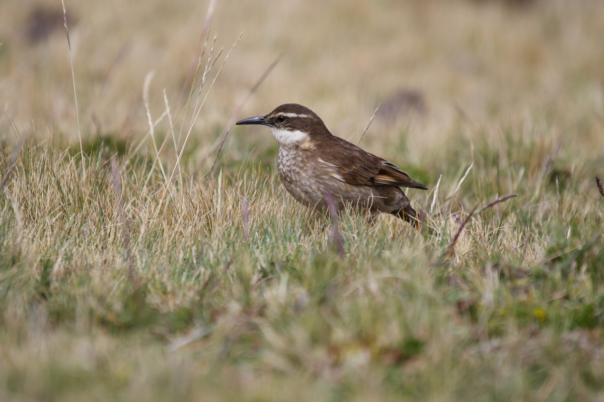 Stout-billed Cinclodes - ML637869506