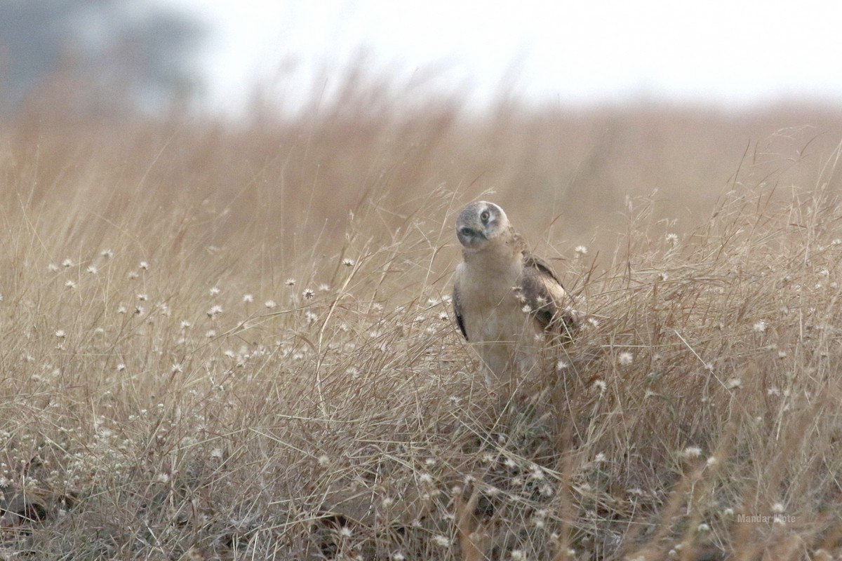 Pallid Harrier - ML637869549
