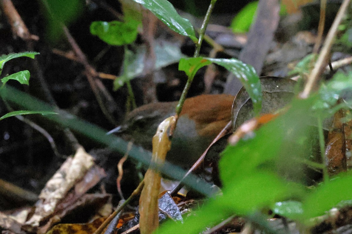 Sulawesi Bush Warbler - ML637869550
