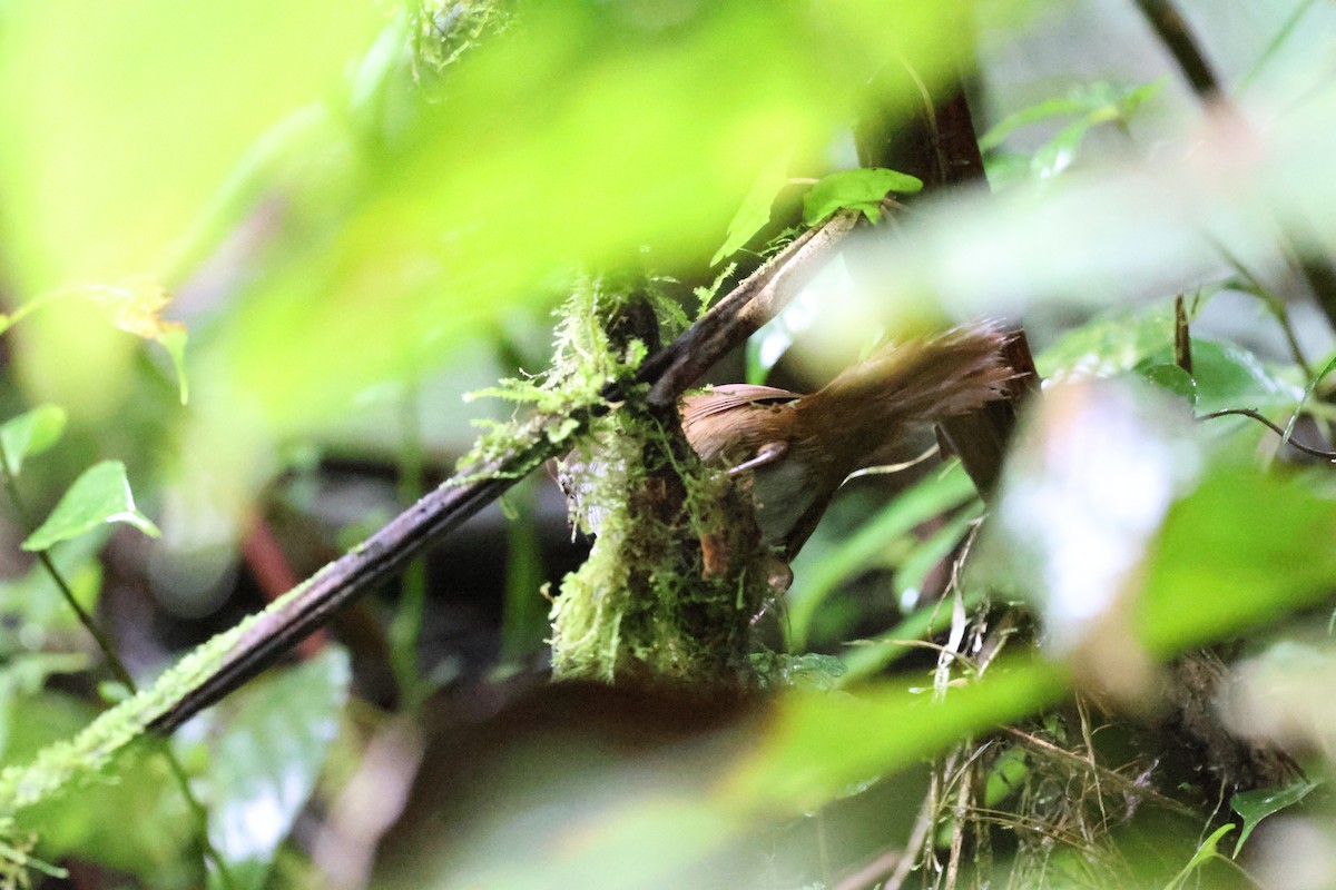 Sulawesi Bush Warbler - ML637869551