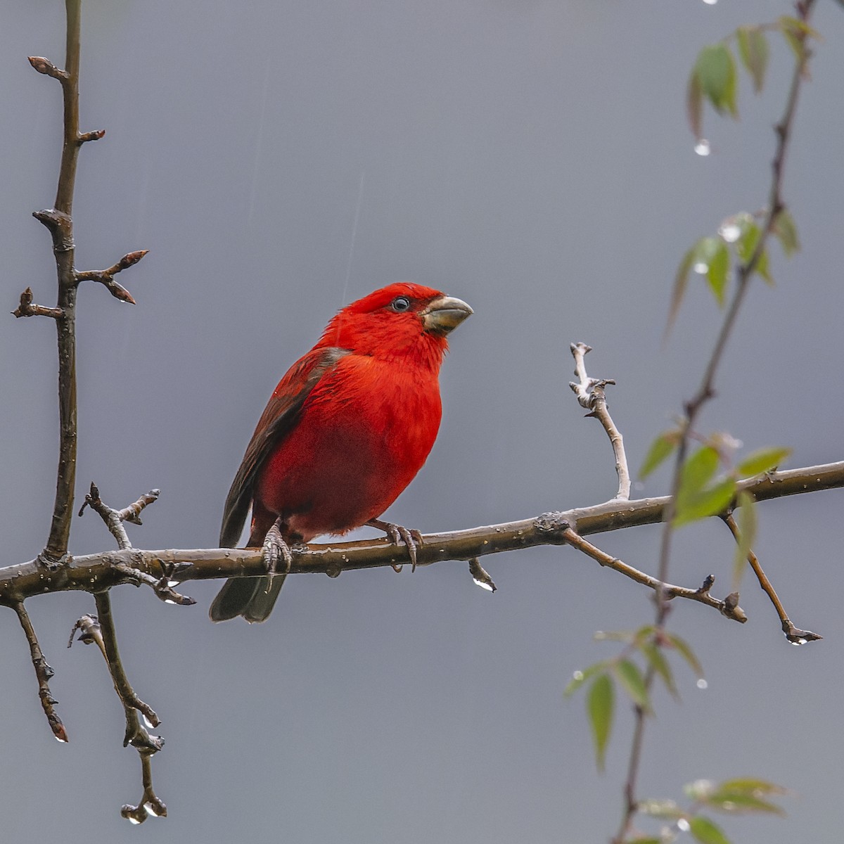 Scarlet Finch - ML637869579