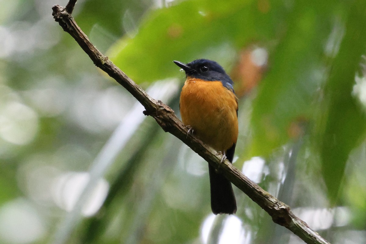 Sulawesi Blue Flycatcher - ML637869580