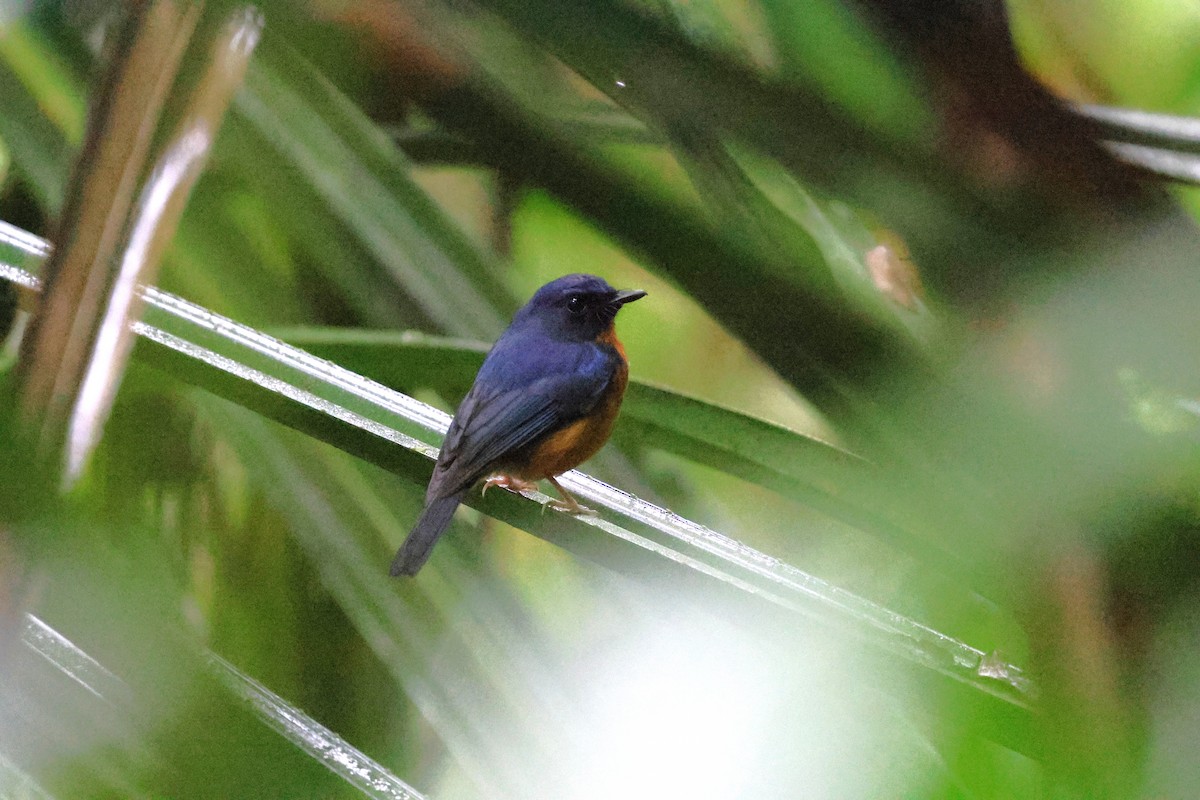 Sulawesi Blue Flycatcher - ML637869581
