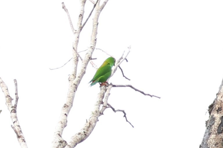 Кориліс діадемовий - ML637869589