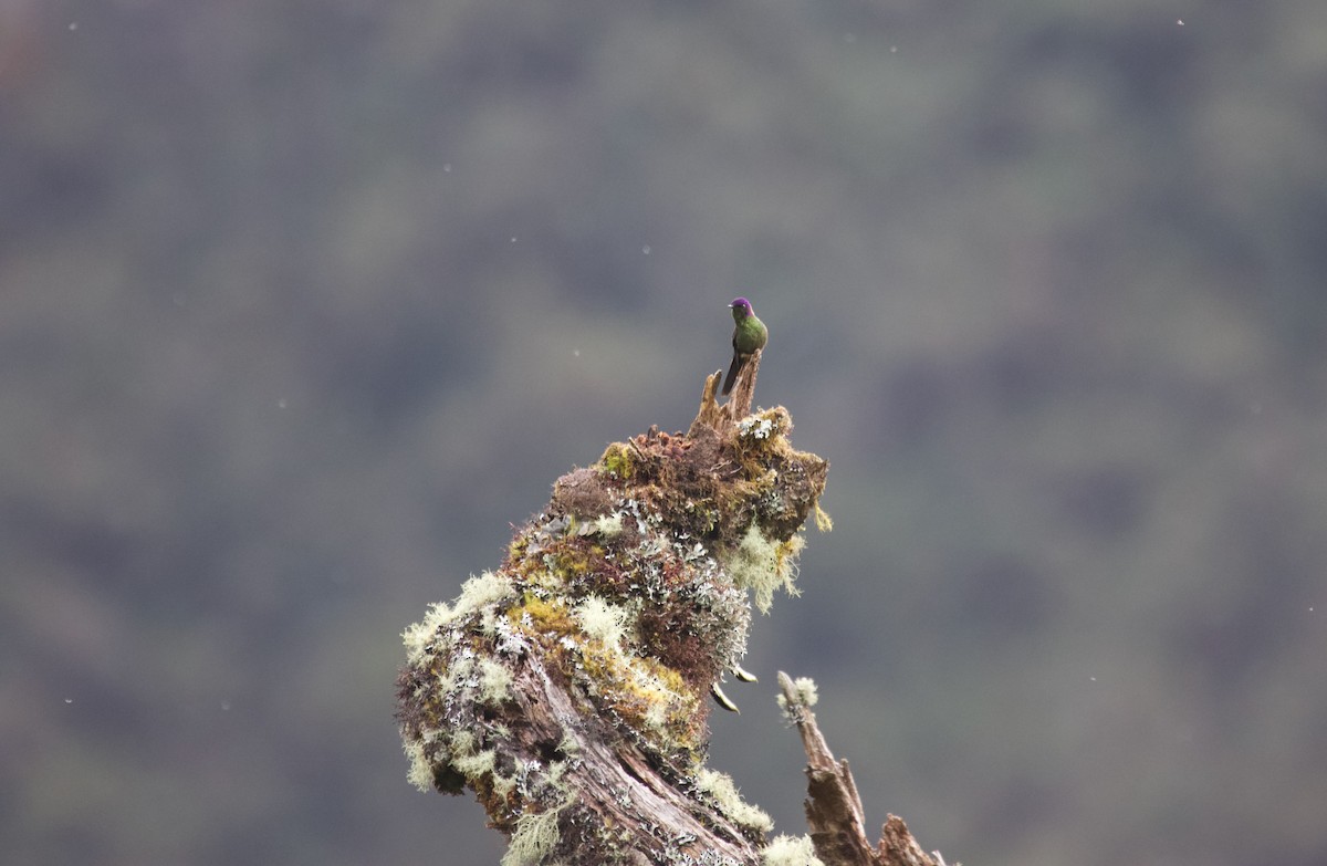 Purple-backed Thornbill - ML637869591