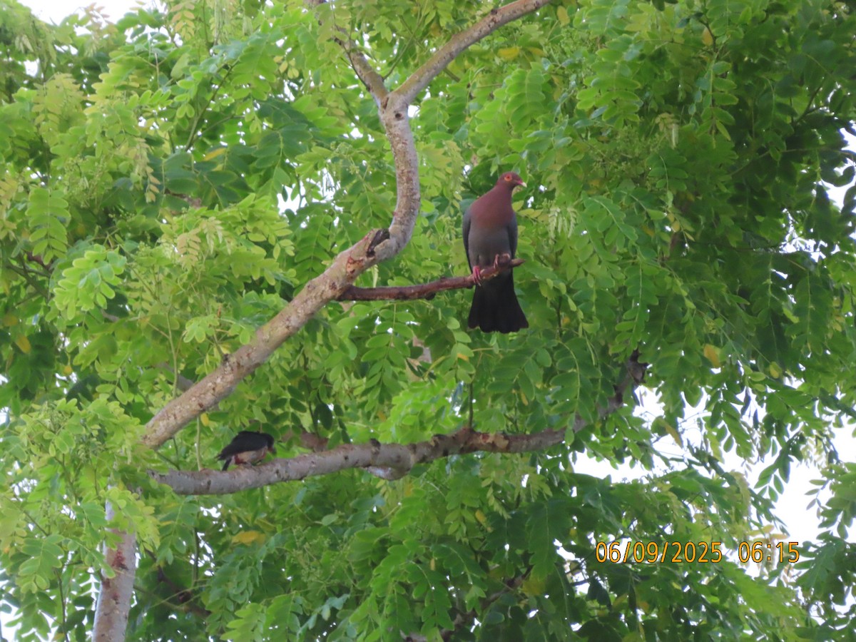 Scaly-naped Pigeon - ML637869610