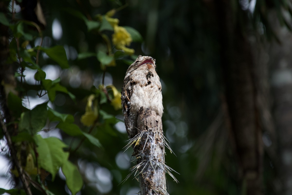 Common Potoo - ML637869611