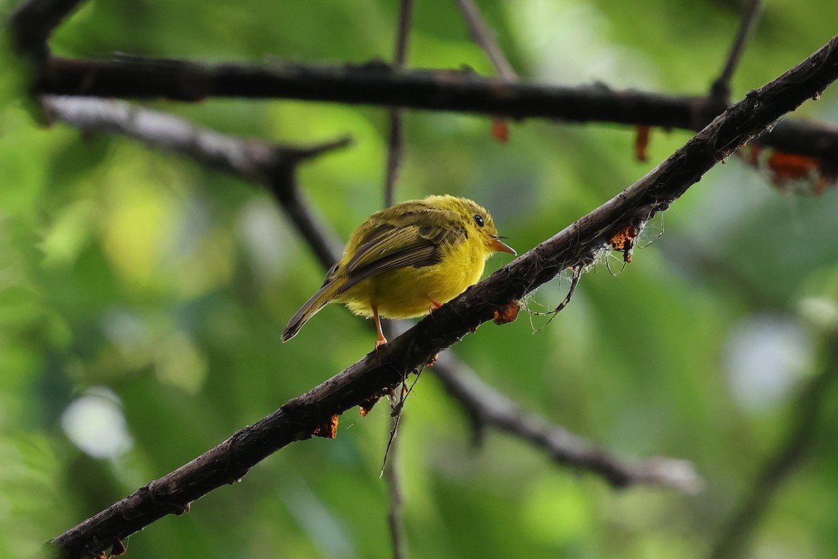 Citrine Canary-Flycatcher - ML637869619