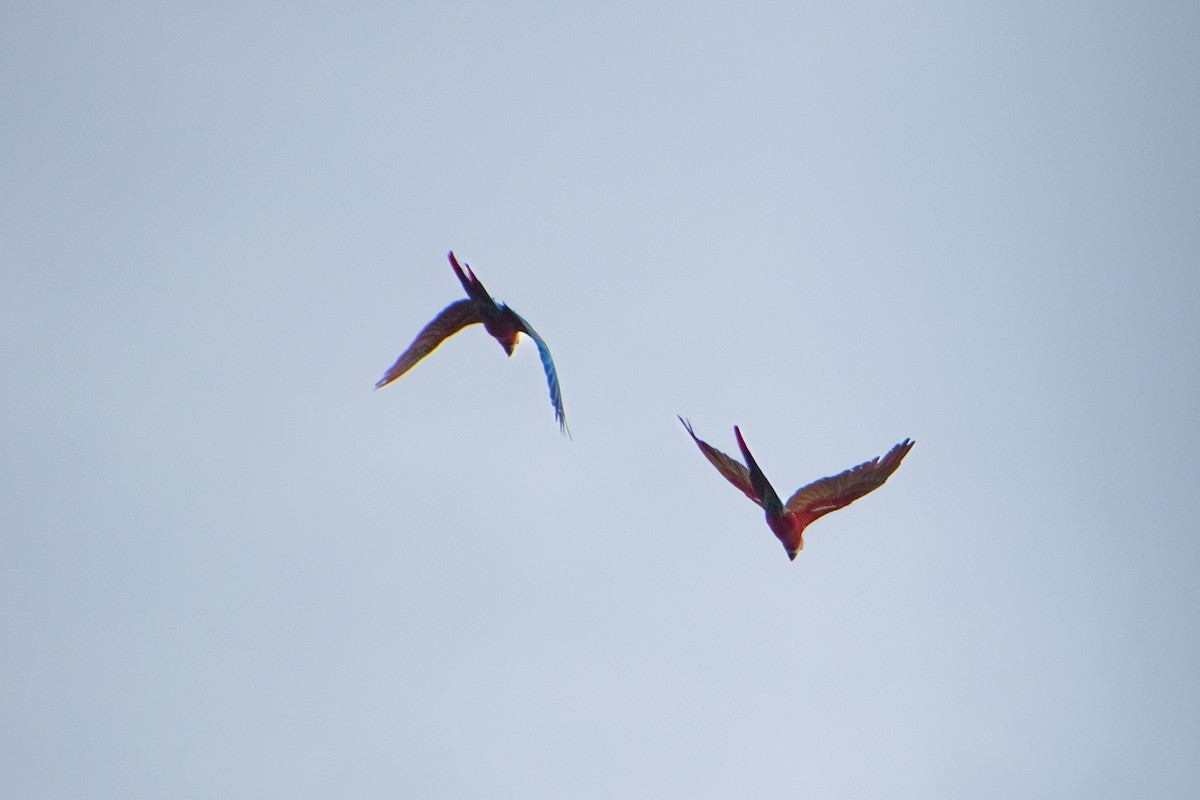 Scarlet Macaw - ML637869621