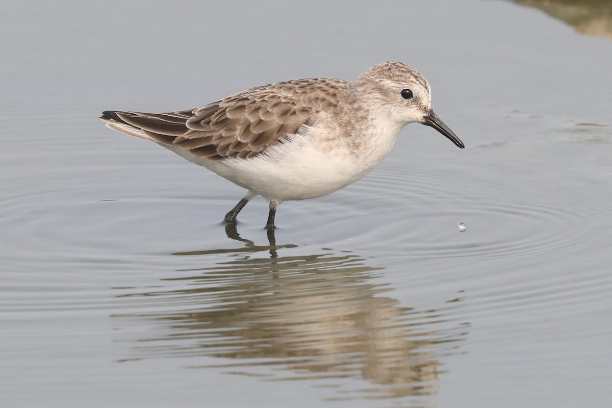 Little Stint - ML637869627