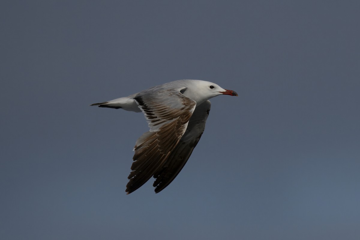 Audouin's Gull - ML637869652