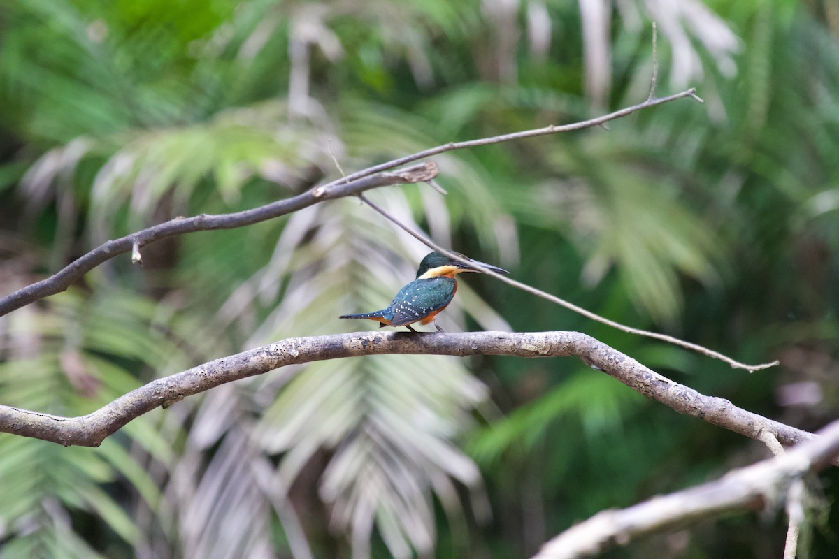 Green-and-rufous Kingfisher - ML637869664