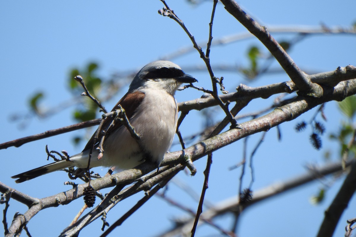 Red-backed Shrike - ML637869676
