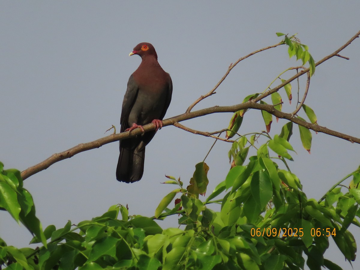 Scaly-naped Pigeon - ML637869678
