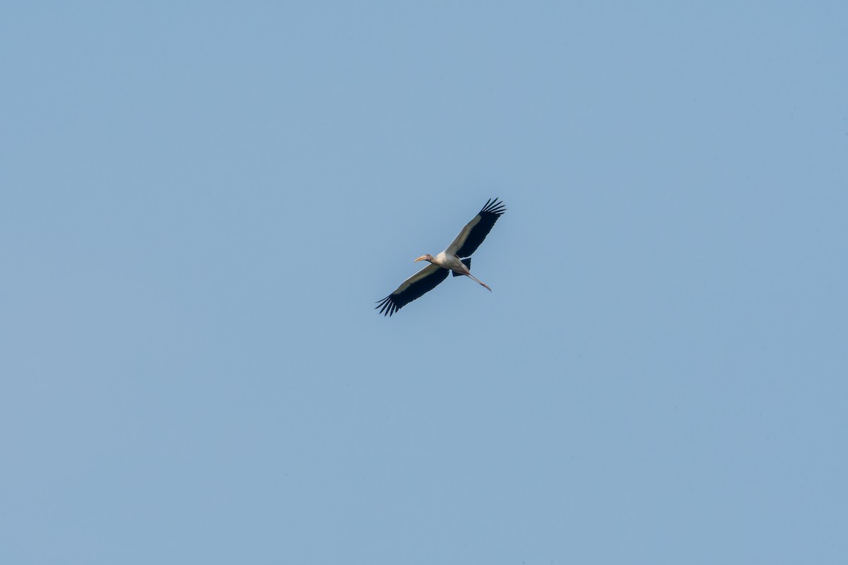 Milky Stork - ML637869691