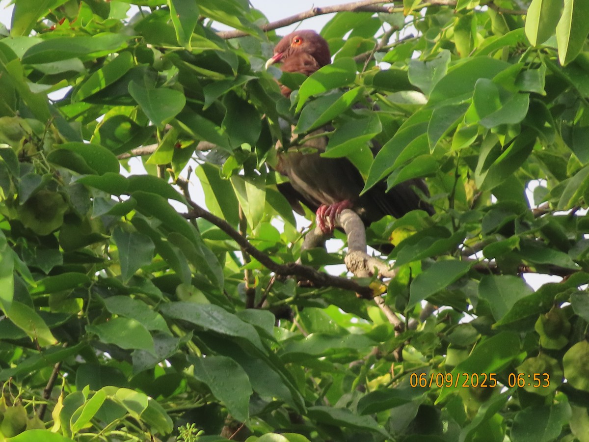 Scaly-naped Pigeon - ML637869694