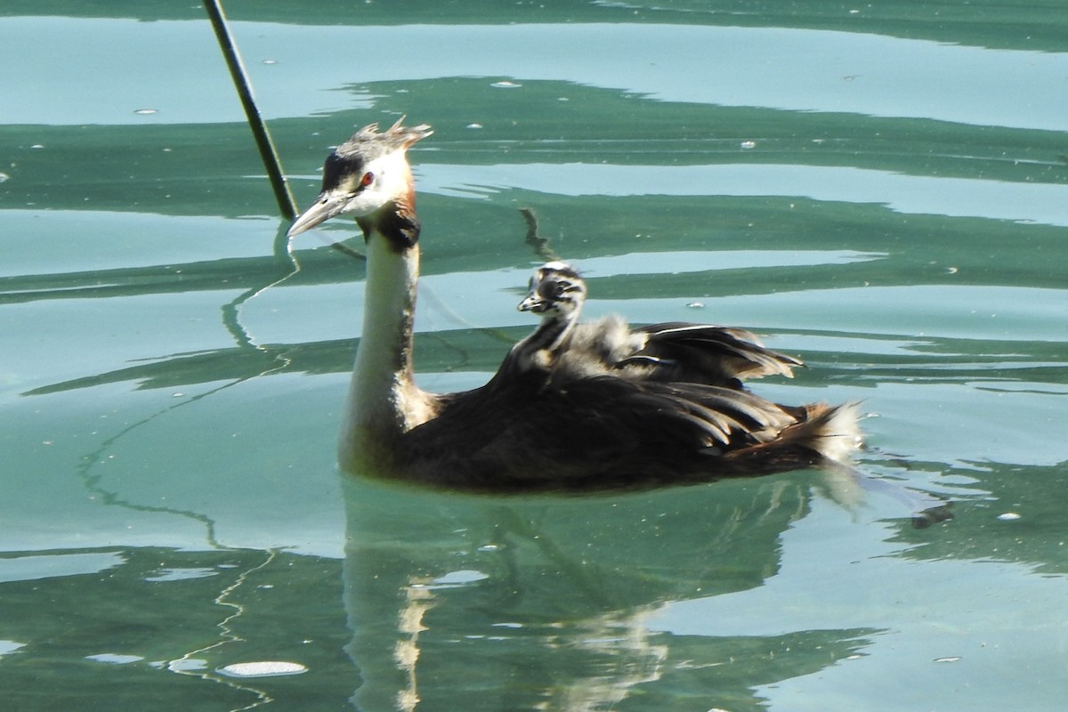 Great Crested Grebe - ML637869704