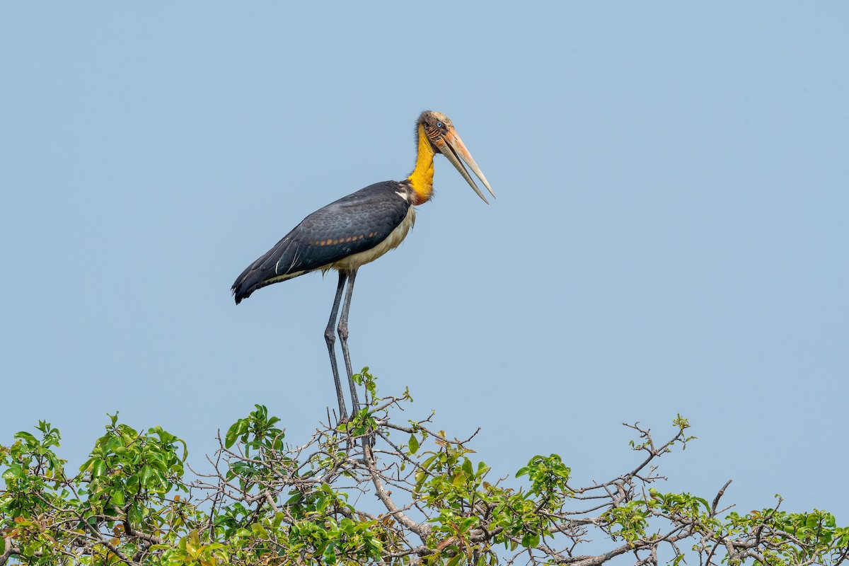 Lesser Adjutant - ML637869716