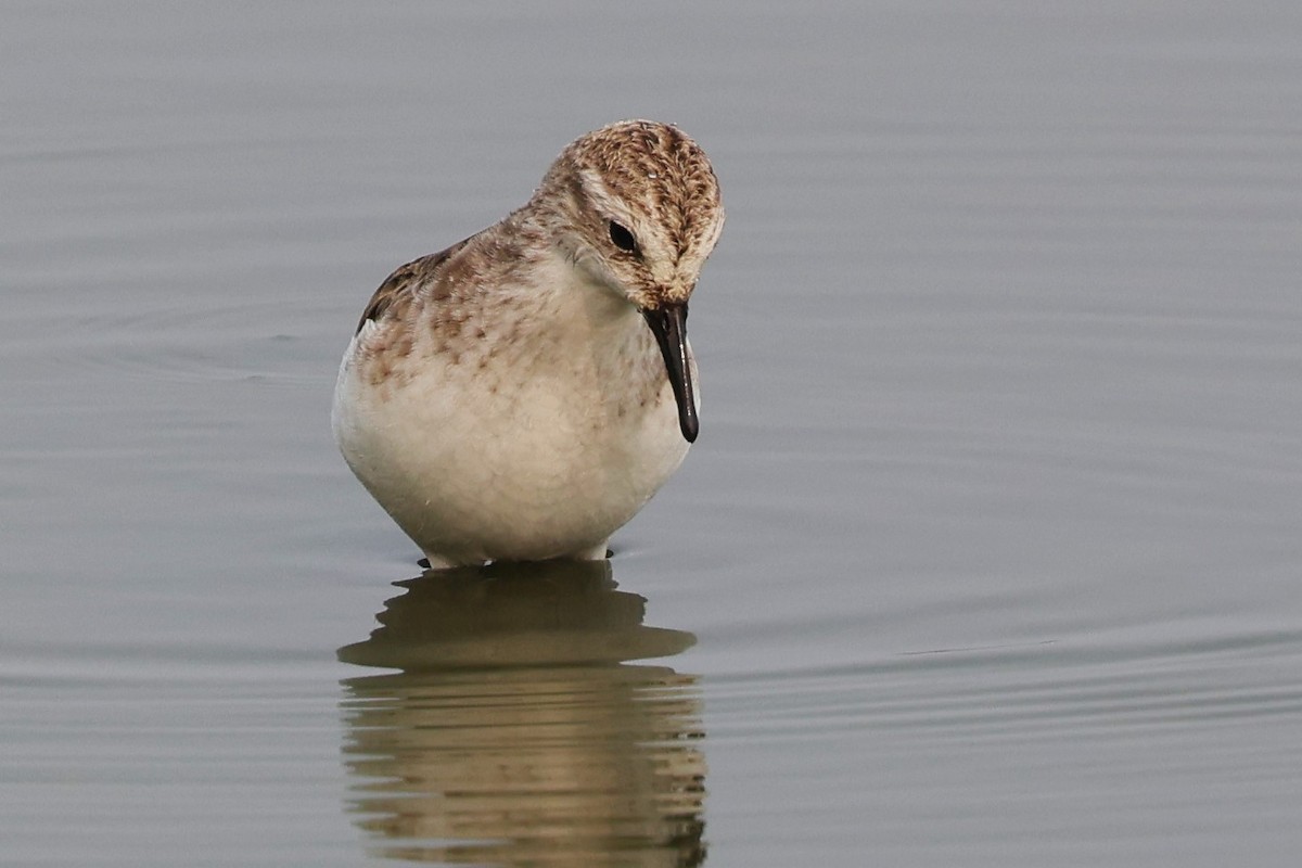 Little Stint - ML637869723