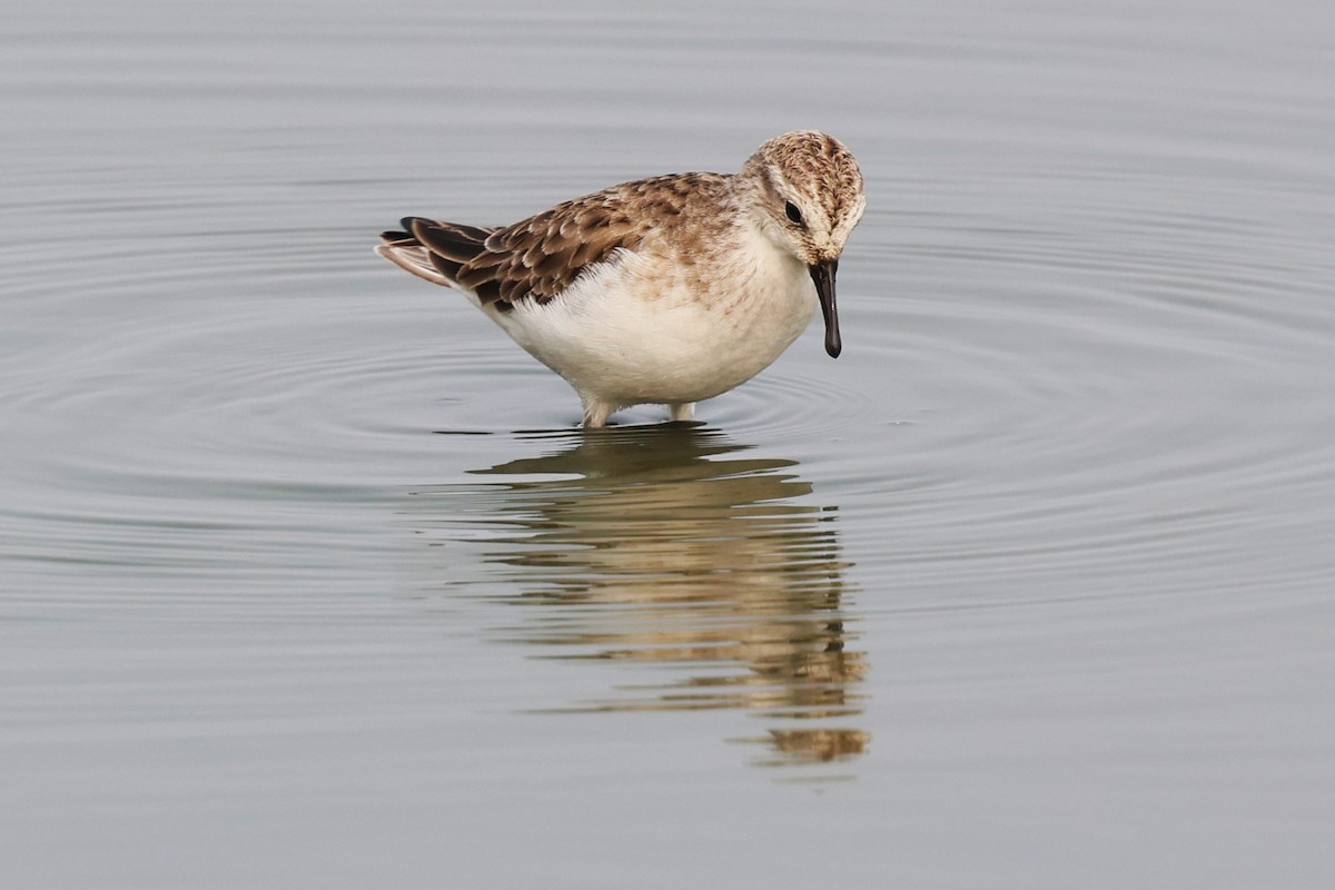 Little Stint - ML637869724